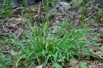 Gohlson's sedge